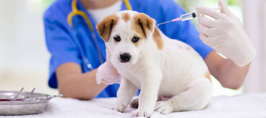  5 Essential Vaccines Every Dog Should Have